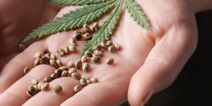 Beitragsbild des Blogbeitrags Stress und Schlafstörungen mit CBD in den Griff bekommen 