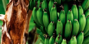 Beitragsbild des Blogbeitrags Vitamin ABC – Vitamin B6