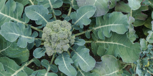 Beitragsbild des Blogbeitrags Die erste Ernte aus unserem Garten