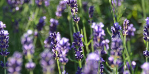 Beitragsbild des Blogbeitrags Essbare Wildkräuter und Blumen
