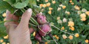 Beitragsbild des Blogbeitrags Gemüse und Obst haltbar machen 