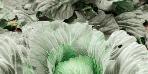 Beitragsbild des Blogbeitrags Vitamin ABC – Vitamin B9