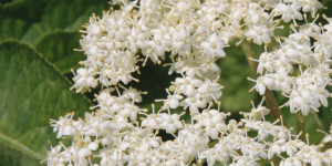 Beitragsbild des Blogbeitrags Diese Wildkräuter und Blumen sind essbar