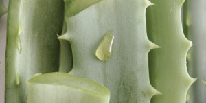 Beitragsbild des Blogbeitrags Die vielfältige Anwendung von Aloe Vera