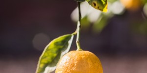 Beitragsbild des Blogbeitrags Vitamin ABC – Vitamin C