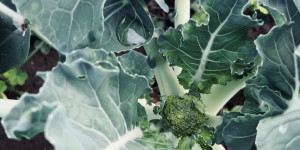Beitragsbild des Blogbeitrags Anti-Aging Food für ein gesundes und schönes Altern