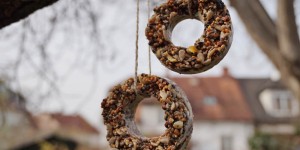 Beitragsbild des Blogbeitrags EINFACH MAL SCHÖN & GUT // DIY VOGELFUTTER-RINGE . JAHRESZEITEN KOLUMNE VON DIE KLEINE BOTIN
