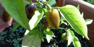 Beitragsbild des Blogbeitrags Unser wilder Garten: Gartenblick im September – es herbstelt!