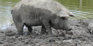 Beitragsbild des Blogbeitrags So einfach und so gut: geröstete Kohlsprossen mit Mangalitza Lardo 