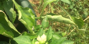 Beitragsbild des Blogbeitrags Unser wilder Garten – Gartenblick im Juni