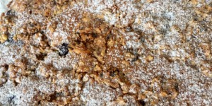 Beitragsbild des Blogbeitrags Heidelbeerkuchen mit Nuss Schokoladen Kruste