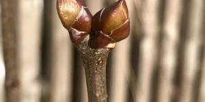 Beitragsbild des Blogbeitrags Gartenblick im März – die Natur erwacht 