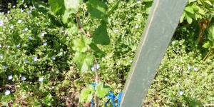 Beitragsbild des Blogbeitrags Unser wilder Garten: Gartenrückblick April 2015