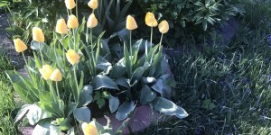 Beitragsbild des Blogbeitrags Gartenblick im April