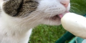 Beitragsbild des Blogbeitrags Sommerpause!