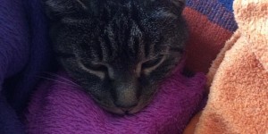 Beitragsbild des Blogbeitrags Alltagskomik die 32. Suchwörter die zum Blog führen 