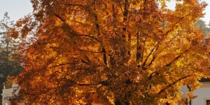 Beitragsbild des Blogbeitrags Samstagsbilder am Sonntag und der Allerheiligenstriezel 2015