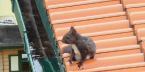 Beitragsbild des Blogbeitrags Eichkatzal beim Sonntags Morgen Snack