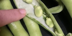 Beitragsbild des Blogbeitrags Eierspeis Rezept mit Fave und roten Zwiebeln