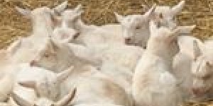 Beitragsbild des Blogbeitrags Unterwegs: Markt der Erde in Parndorf im März