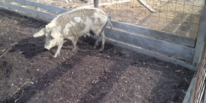 Beitragsbild des Blogbeitrags #Montagsschweinereien, Zusammenfassung für Mai und Juni 2015