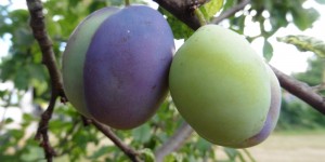 Beitragsbild des Blogbeitrags Alltagskomik die 31. Suchwörter, die zur giftigenblonden führen 