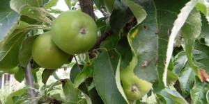 Beitragsbild des Blogbeitrags Unser wilder Garten: Gartenblick im Juli