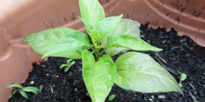 Beitragsbild des Blogbeitrags Unser wilder Garten: Rückblick im Juli 2016 inklusive Chiliexperiment – Update 