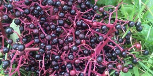 Beitragsbild des Blogbeitrags Nachgemacht: Apfelgelee