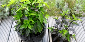 Beitragsbild des Blogbeitrags Bye bye, Austria, mit dem Gartenrückblick für den August – unser wilder Garten