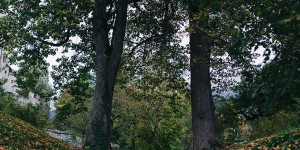 Beitragsbild des Blogbeitrags Style Shoot zum Thema Herbsthochzeit in Tirol mit unseren Hunden
