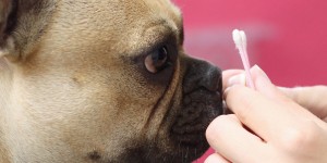 Beitragsbild des Blogbeitrags Mocca in the City: Ein Frenchie und ein Husky zu Gast im Hundesalon Pfötchenfee