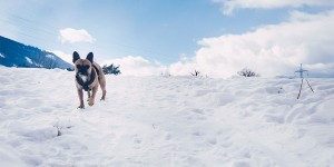 Beitragsbild des Blogbeitrags 10 Gründe, sich für einen Frenchie zu entscheiden! 