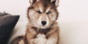 Beitragsbild des Blogbeitrags It’s so fluffy! Teddy, welcome to our family!