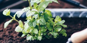 Beitragsbild des Blogbeitrags Hochbeet Tipps: Anlegen, Bepflanzen und leckeres Gemüse ernten!