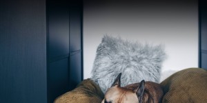 Beitragsbild des Blogbeitrags Sauberer Haushalt mit Hund? 7 Tipps für ein reinliches Hunde-Zuhause!