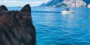 Beitragsbild des Blogbeitrags Meine Tipps für einen Urlaub mit Hund am Gardasee! 