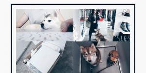 Beitragsbild des Blogbeitrags Follow My Week #2: Alltag mit Hund, Home Office, Shopping Haul und mehr.
