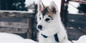 Beitragsbild des Blogbeitrags The Pawsome Tyroleans, der neue Hundeblog aus Österreich, ist online! 