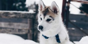 Beitragsbild des Blogbeitrags The Pawsome Tyroleans, der neue Hundeblog aus Österreich, ist online!