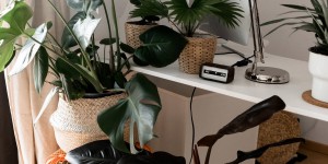 Beitragsbild des Blogbeitrags Mit grünen Zimmerpflanzen eine tolle Oase schaffen? Der große Grünpflanzen-Guide!