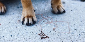 Beitragsbild des Blogbeitrags Dear Mocca! Frenchie Schmuck mit Halsketten, Ring und Pin