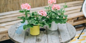Beitragsbild des Blogbeitrags Pelargonien im hängendem und stehendem DIY Dosen-Topf*
