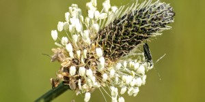 Beitragsbild des Blogbeitrags Schnelle Abheilung von Insektenstichen durch Spitzwegerich 