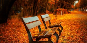 Beitragsbild des Blogbeitrags Sich mit Andorn auf den Herbst vorbereiten 