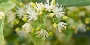 Beitragsbild des Blogbeitrags Ein hoch auf die heilige Linde 