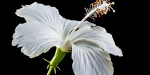 Beitragsbild des Blogbeitrags Mit Eibisch dem trockenen Husten keine Chance geben