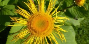 Beitragsbild des Blogbeitrags Alantwein machen