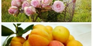 Beitragsbild des Blogbeitrags Selbstgemachter Augenmakeupentferner