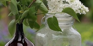 Beitragsbild des Blogbeitrags Die Wirkung des Flieders
